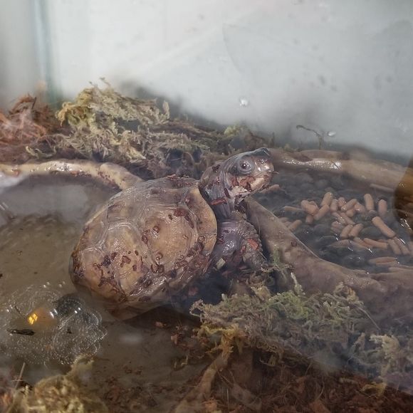 Meet your Posher, Tobi - Picture 1 of 1